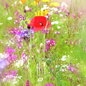 beautiful summer meadow in an English cottage garden with red poppies and wildflowers
