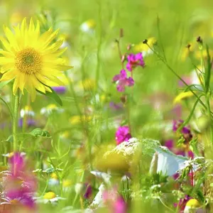 A beautiful summer wild flower meadow with a yellow sunflower A beautiful summer wild flower meadow with a yellow sunflower