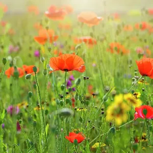 A beautiful summer wild flower poppy meadow, Field Poppy is also sometimes called Common Poppy, Flanders Poppy, Corn Poppy or just Red Poppy all are Papaver Rhoeas A beautiful summer wild flower poppy meadow, Field Poppy is also sometimes called Common Poppy, Flanders Poppy, Corn Poppy or just Red Poppy all are Papaver Rhoeas
