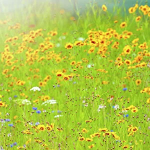 Beautiful summer wildflower meadow on soft sunshine