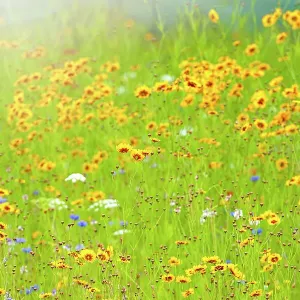 Beautiful summer wildflower meadow on soft sunshine Beautiful summer wildflower meadow on soft sunshine