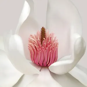 Fleur de Magnolia Blanche détaillée. Fleur de Magnolia Blanche détaillée.