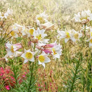 Beautiful white, summer flowers of Lilium Regale and soft Stipa ornamental grasses Beautiful white, summer flowers of Lilium Regale and soft Stipa ornamental grasses