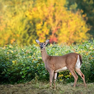 Beautiful White Tailed Deer Against Fall Colors in Pennsylvania