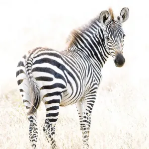 Tarangire Zebra Portrait Print Tarangire Zebra Portrait Print