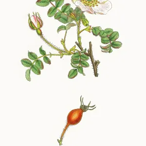 Beautifully Restored, Antique Engraved and Hand-Colored Victorian Botanical Illustration, 1863 Beautifully Restored, Antique Engraved and Hand-Colored Victorian Botanical Illustration, 1863