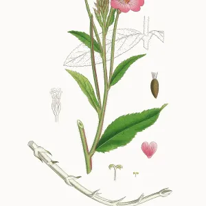 Beautifully Restored, Antique Engraved and Hand-Colored Victorian Botanical Illustration, 1863 Beautifully Restored, Antique Engraved and Hand-Colored Victorian Botanical Illustration, 1863