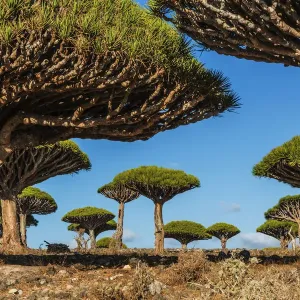 Dragon Blood Tree Print, Socotra Island Yemen Landscape Dragon Blood Tree Print, Socotra Island Yemen Landscape