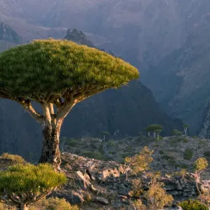 Dragon Blood Tree Print, Dixam Plateau Landscape Dragon Blood Tree Print, Dixam Plateau Landscape