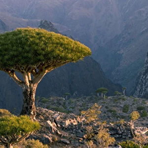beauty in nature, cliff, color image, copy space, craggy, day, dixam plateau, dragon blood tree