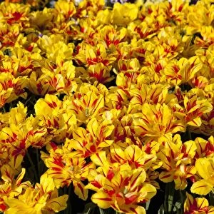 Bed of yellow and red Tulips -Tulipa-