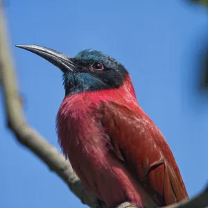 Bee eater on the branch