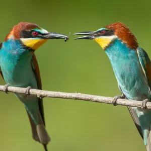 European Bee-eater Print