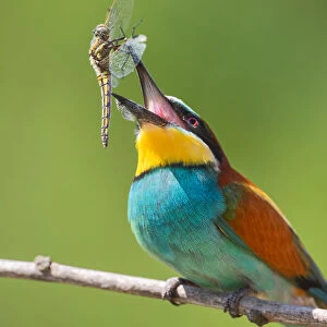 Bee-eater with Prey