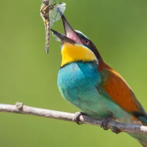 Bee-eater with Prey Bee-eater with Prey