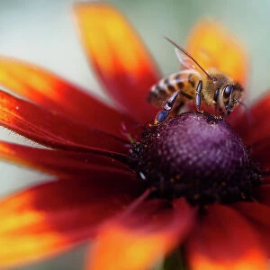 Bee on Gaillardia flower