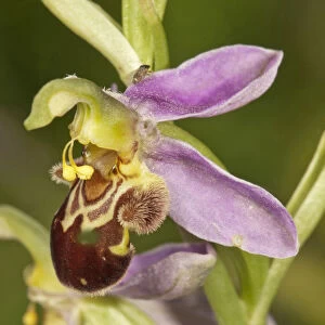 Bee Orchid -Ophrys apivera-, single flower, Neresheim, Baden-Wurttemberg, Germany