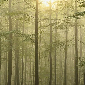 Beech forest -Fagus sylvatica-, Sonsbeck, Lower Rhine region, North Rhine-Westphalia, Germany