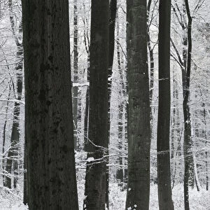 Beech forest in winter, Lower Saxony, Germany, Europe