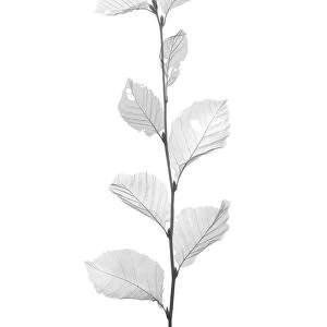 Beech leaves (Fagus sp. ), X-ray