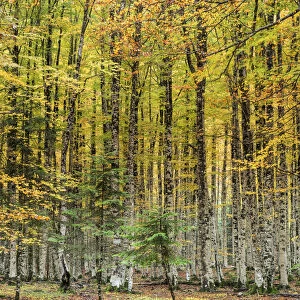 Beech Tree Forest in Autumn, with his leaves of colors