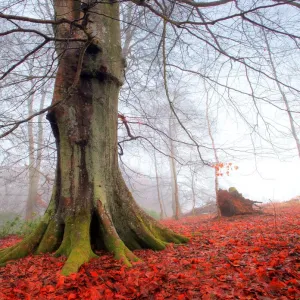 Beech Tree Print in Autumnal Mist Beech Tree Print in Autumnal Mist