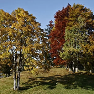 Beech trees (Fagus) in autumn, Tschengla, Vorarlberg, Austria, Europe