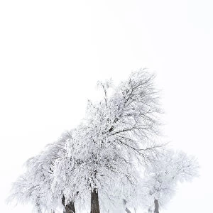 Beech trees -Fagus sylvatica-, wind shaped beech trees at Mt Schauinsland in winter, Schauinsland, Baden-Wurttemberg, Germany