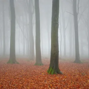 Beech Woodland in the Autumn Mist Beech Woodland in the Autumn Mist