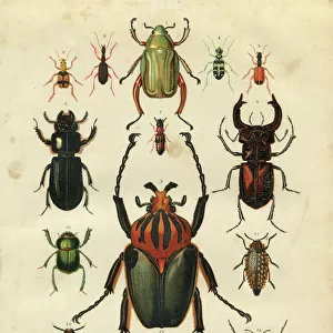 Beetle insect illustration 1881