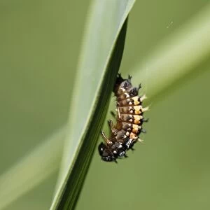 Beetle larva before pupation, Asian Ladybug (Harmonia axyridis), Upper Bavaria, Bavaria, Germany, Europe