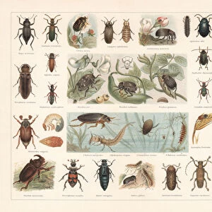 Beetles, chromolithograph, published in 1897