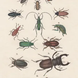 Hand-colored lithograph print of a beetle collection, published in 1880 Hand-colored lithograph print of a beetle collection, published in 1880