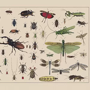 Beetles, locusts, and net-winged insects, hand-colored chromolithograph, published in 1882