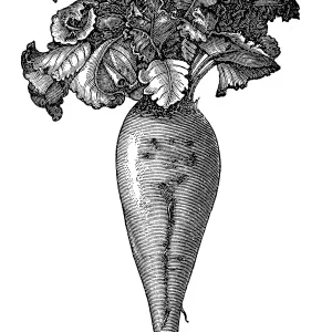 Beetroot Beetroot