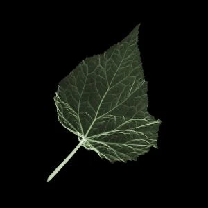 Begonia (Begonia crenata) leaf, X-ray