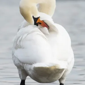 behavior, cygnini, cygnus olor, german, natural environment, out, plumage care, rheinland-pfalz behavior, cygnini, cygnus olor, german, natural environment, out, plumage care, rheinland-pfalz