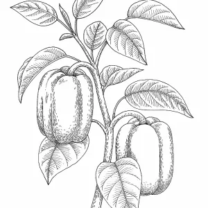Bell Pepper Bell Pepper
