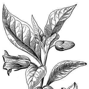 Belladona or Deadly Nightshade (Atropa belladonna)