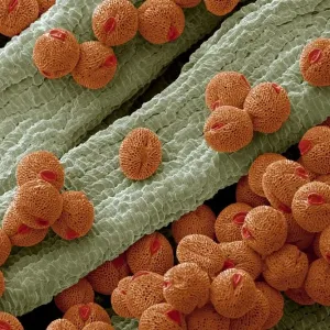 Bellflower pollen, SEM Bellflower pollen, SEM