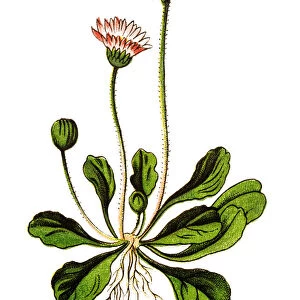 Bellis perennis, common daisy, lawn daisy or English daisy
