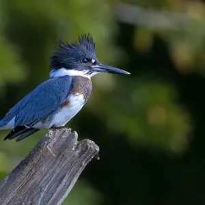 Belted Kingfisher Print Belted Kingfisher Print