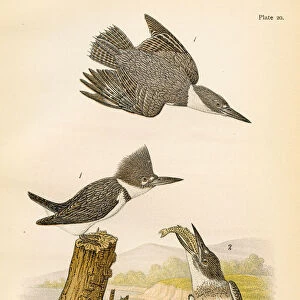 Belted kingfisher bird lithograph 1890