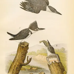 Belted kingfisher bird lithograph 1890 Belted kingfisher bird lithograph 1890
