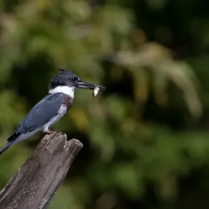 Belted Kingfisher with fish (Megaceryle alcyon) Belted Kingfisher with fish (Megaceryle alcyon)