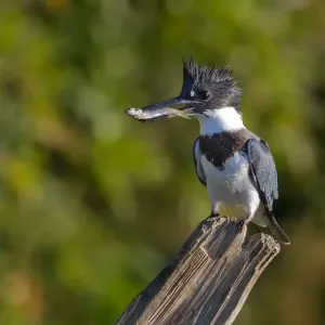 Belted Kingfisher with fish (Megaceryle alcyon) Belted Kingfisher with fish (Megaceryle alcyon)