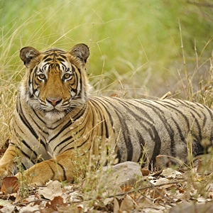 Bengal Tiger -Panthera tigris tigris-, Ranthambhore National Park, Sawai Madhopur, India