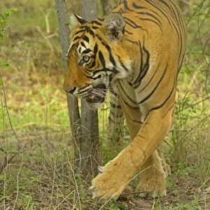 Bengal Tiger -Panthera tigris tigris- in the forest, Ranthambhore National Park, Sawai Madhopur, India
