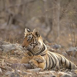 Bengal Tiger -Panthera tigris tigris- lying in the dry summer forest, Ranthambhore National Park, Sawai Madhopur, India