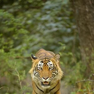Bengal Tiger -Panthera tigris tigris- walking in the forest, Ranthambhore National Park, Sawai Madhopur, India
